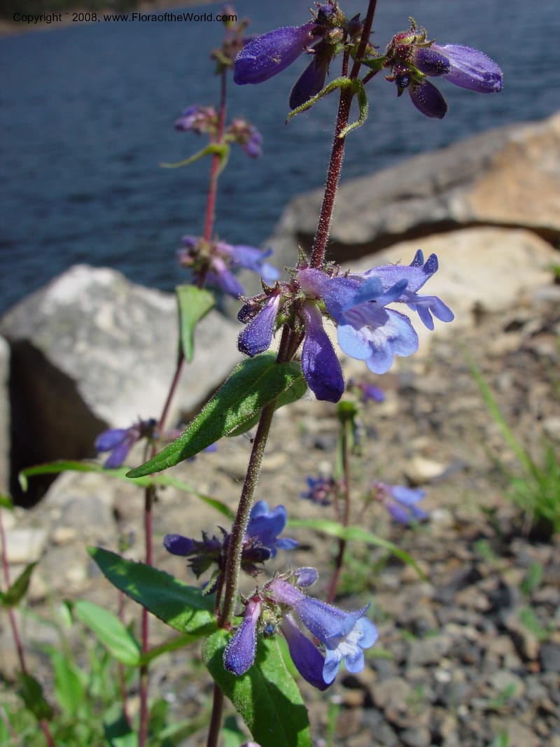 Penstemon albertinus, CDavidson10988--ID. Valley Co. Payette Lake. 12 Jun 03. 052.jpg