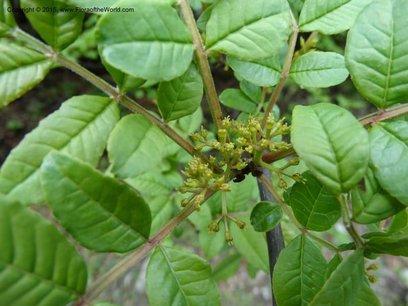 Zanthoxylum bungeanum, Boufford, D 43737--China. Sichuan. XinZhaZi Gou. 14 May 2014. DSC06426 (66).JPG