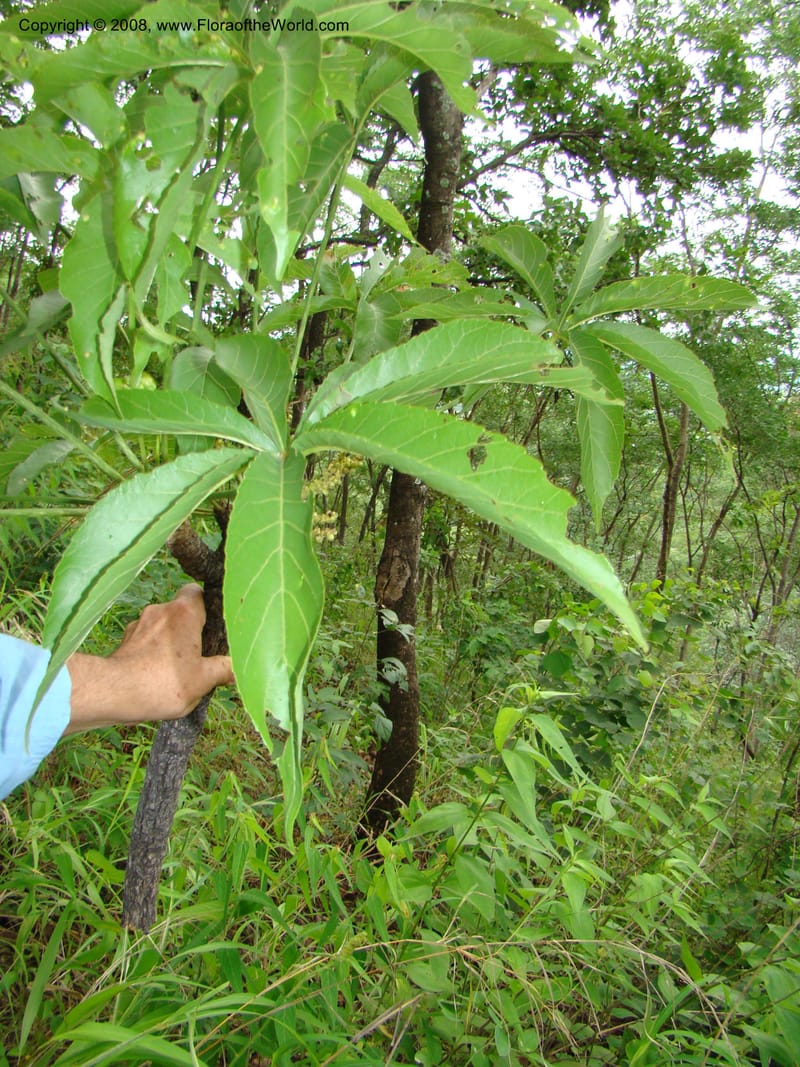 Cussonia arborea, RGereau7037--Tanz. Mbeya Rural Distr. Utengule Coffee Lodge. 26 Jan 08. 210.jpg