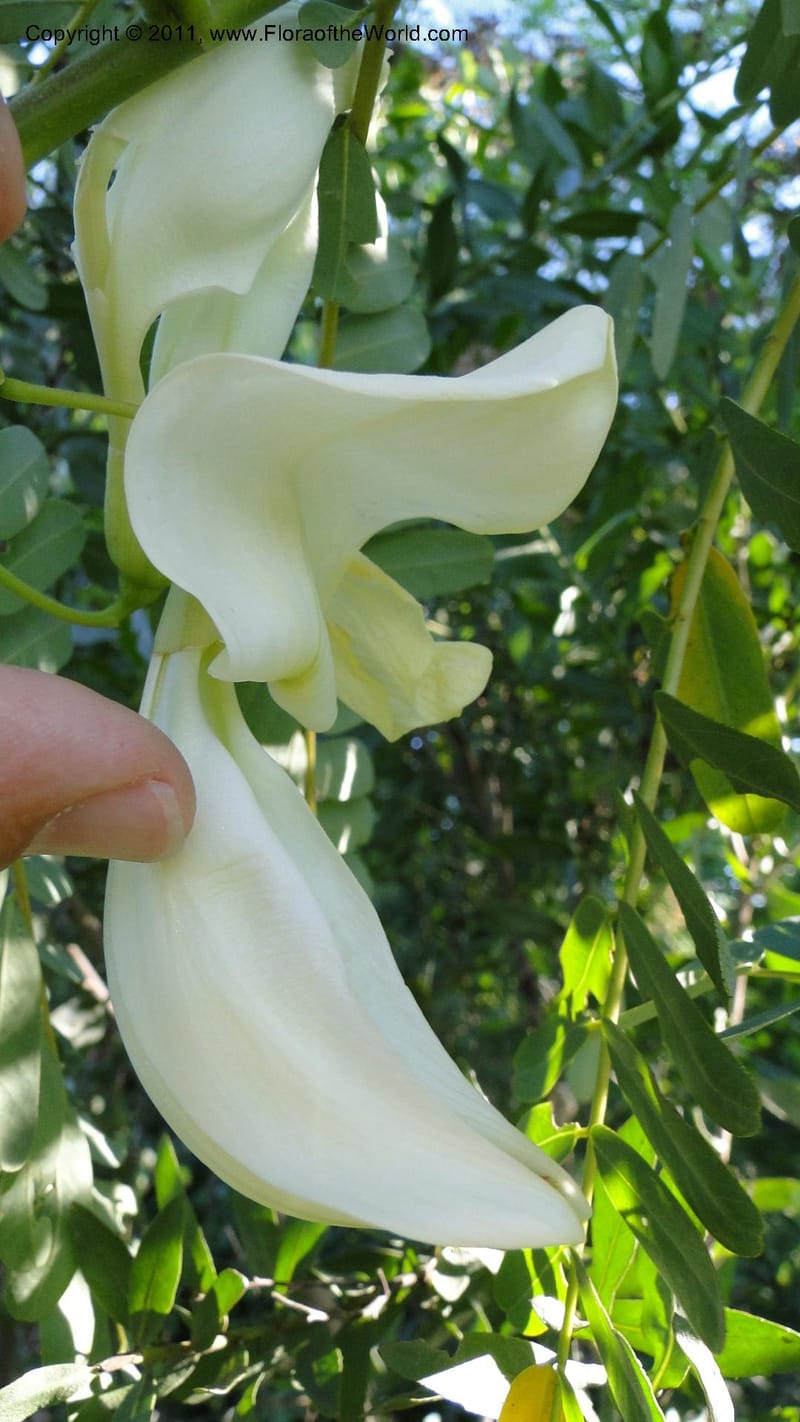 Sesbania grandiflora, Gereau--Tanzania. Univ. of Dar es Salaam. 9  May 2010 367 (23).jpg