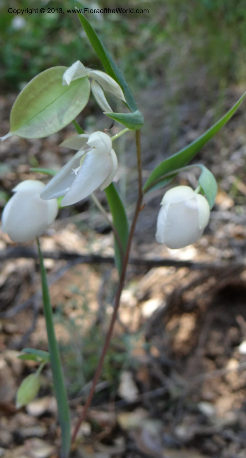 Calochortus albus, Davidson, C 12137--USA, California, Nevada Co. 19 Apr 2013  0161 (1).JPG
