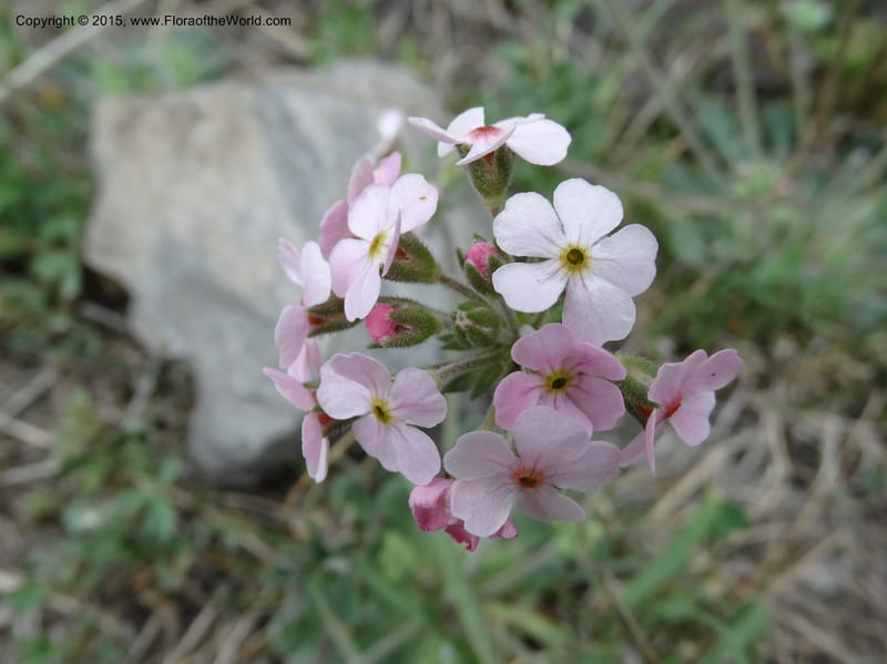 Androsace integra, Boufford, D 43599--China. Sichuan. Yonghe Village. 6 May 2014. DSC04110 (19).JPG