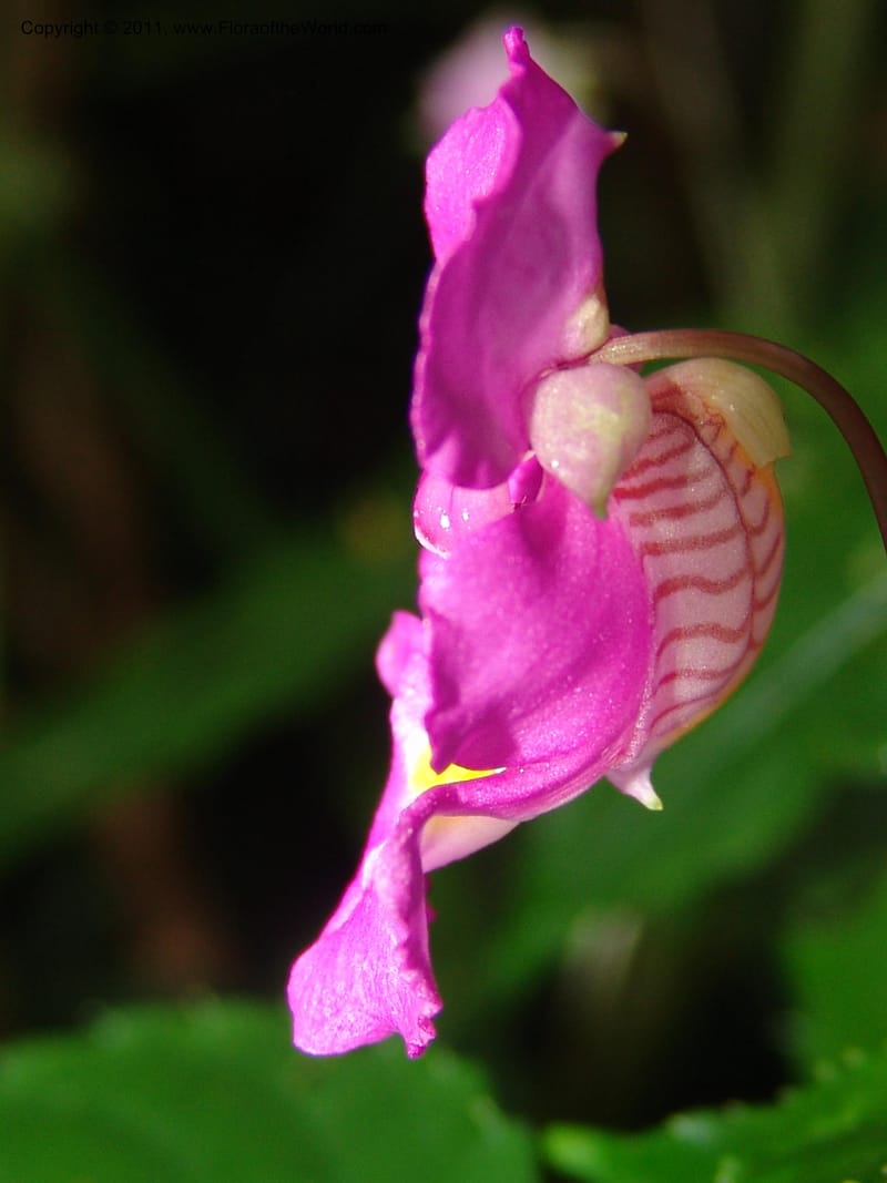 Impatiens, ROR1588--Madag. Parc Nat. Montagne d'Ambre. 11 Nov 06. 179.jpg