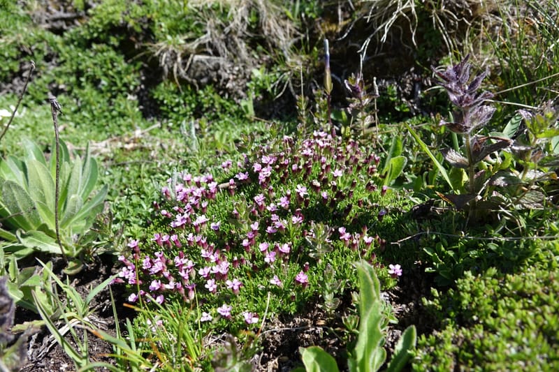 Silene exscapa, Callmander, M 1279--Switzerland. Furkapass. 1 Jul 2016. DSC06826 (162).JPG