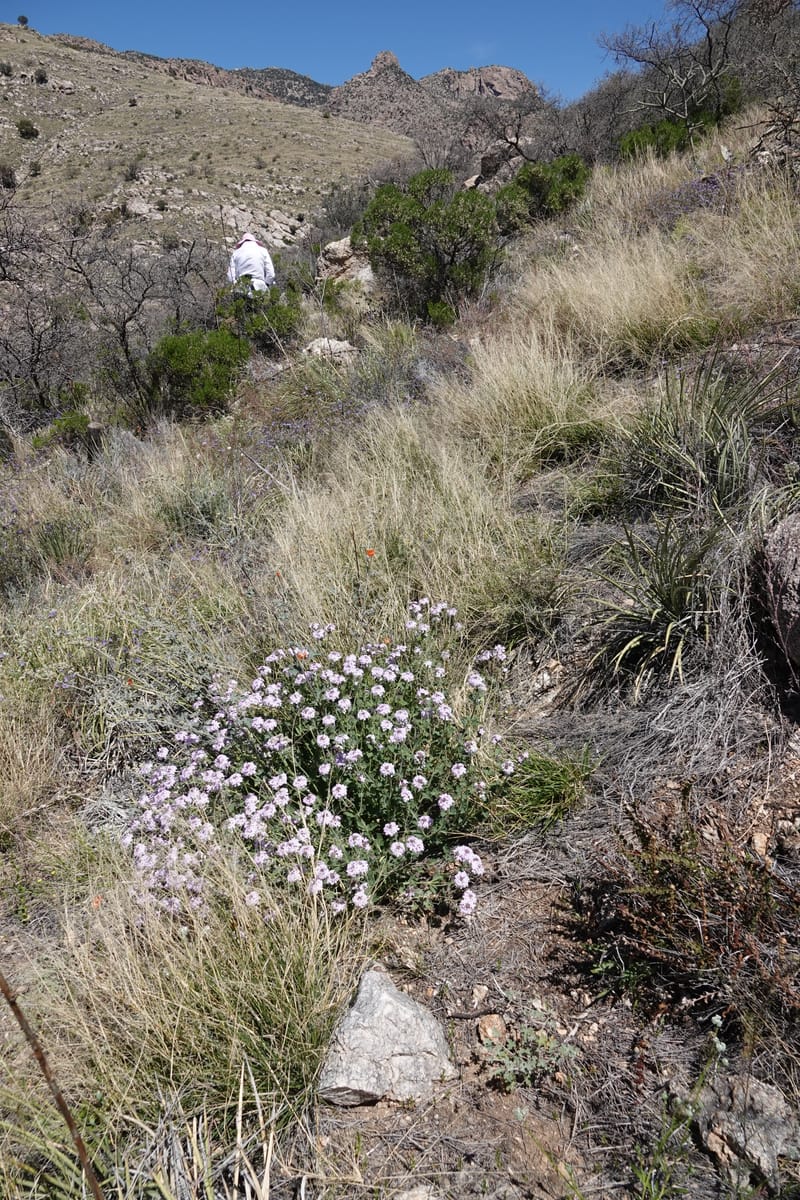 Glandularia gooddingii, C. Davidson 13980--AZ. Pima Co. Mt. Lemmon. Molino View Parking. 8 Apr 2019. DSC (220).JPG
