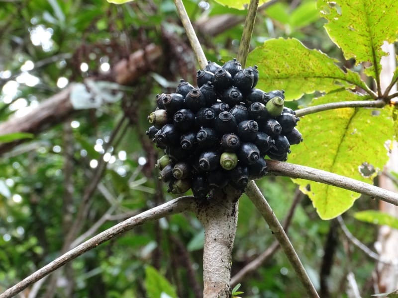 Plerandra insolita, Plunkett, G 3186--Fiji. Waisali Rainf. Reserve. 4 Nov 2015. DSC08848 (221).JPG