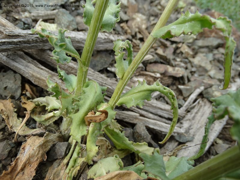 Senecio, Davidson, C 12598--ID. Idaho Co. Seven Devils Camp Ground. 15 Jul 2014. DSC00113 (328).JPG