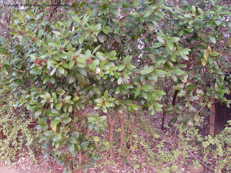 Acokanthera oppositifolia--So. Africa. Zululand.  Hluhluwe Game Res.  29 Sep 03. 055.jpg