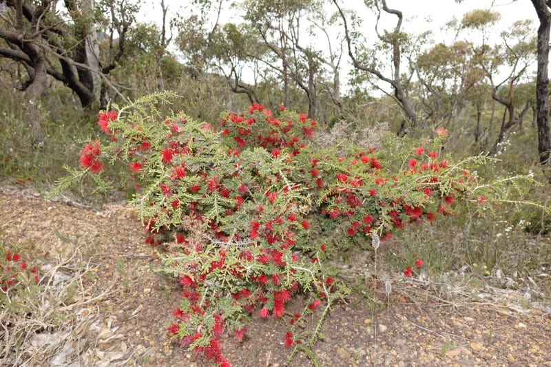 Beaufortia cyrtodonta, Davidson, C 13522--Australia. W.A. Red Gum Pass Rd., odom 31. 30 Oct 2016. DSC07055 (23).JPG