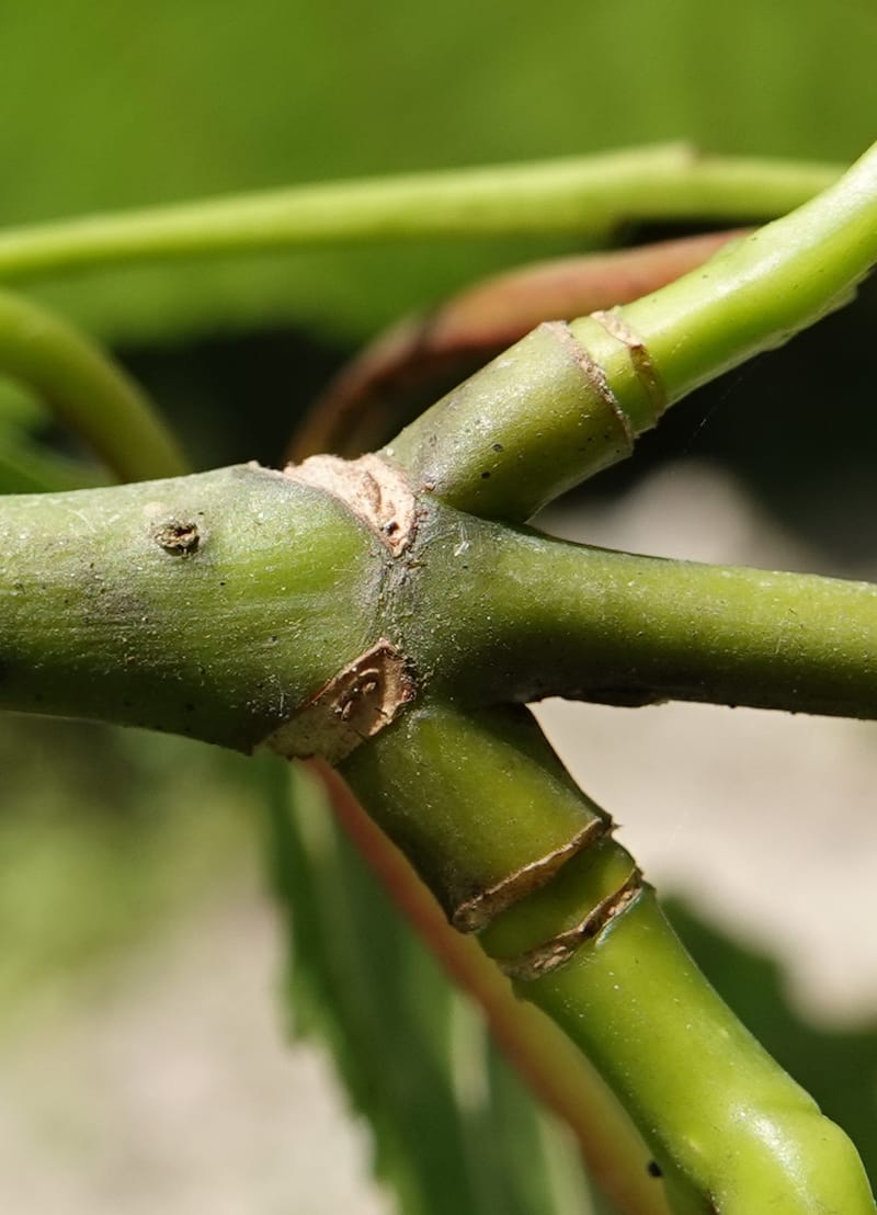 Acer davidii subsp. davidii, D. Boufford 44106--China. Yunnan. Lao jun Shan. 30 Apr 2018. DSC00424 (406).JPG