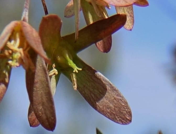 Aphanopetalum clematideum, Davidson, C 13444--Australia. W.A. Geraldton. Chapman River. 25 Oct 2016.  (98).JPG