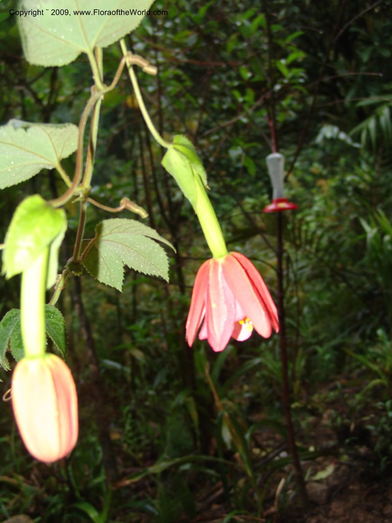 Passiflora, DNeill16042--Ecuador. Prov. Zamora Ch. Res. Tapichalaca. 26 Sep 07. 050.jpg
