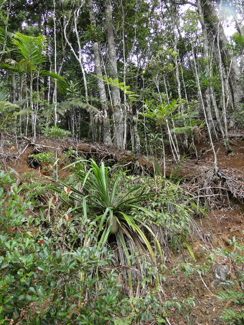 Pandanus pancheri,  M. Callmander 980--New Caledonia. Nodela Reserve. 19 Feb 2011. 001 (7).jpg