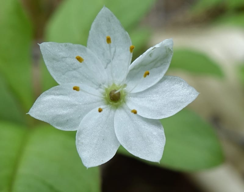 Trientalis europaea--Japan. Niigata. Sasagamine. Yu Memidaira. Forest Therapy Trail. 28 May 2016. DSC04970 (181).JPG