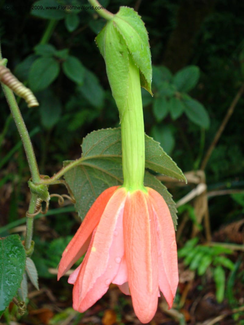 Passiflor...DN16042,Ecuador.Prov.ZamoraC.Tapichalaca Lodge26Sep2007 074.jpg