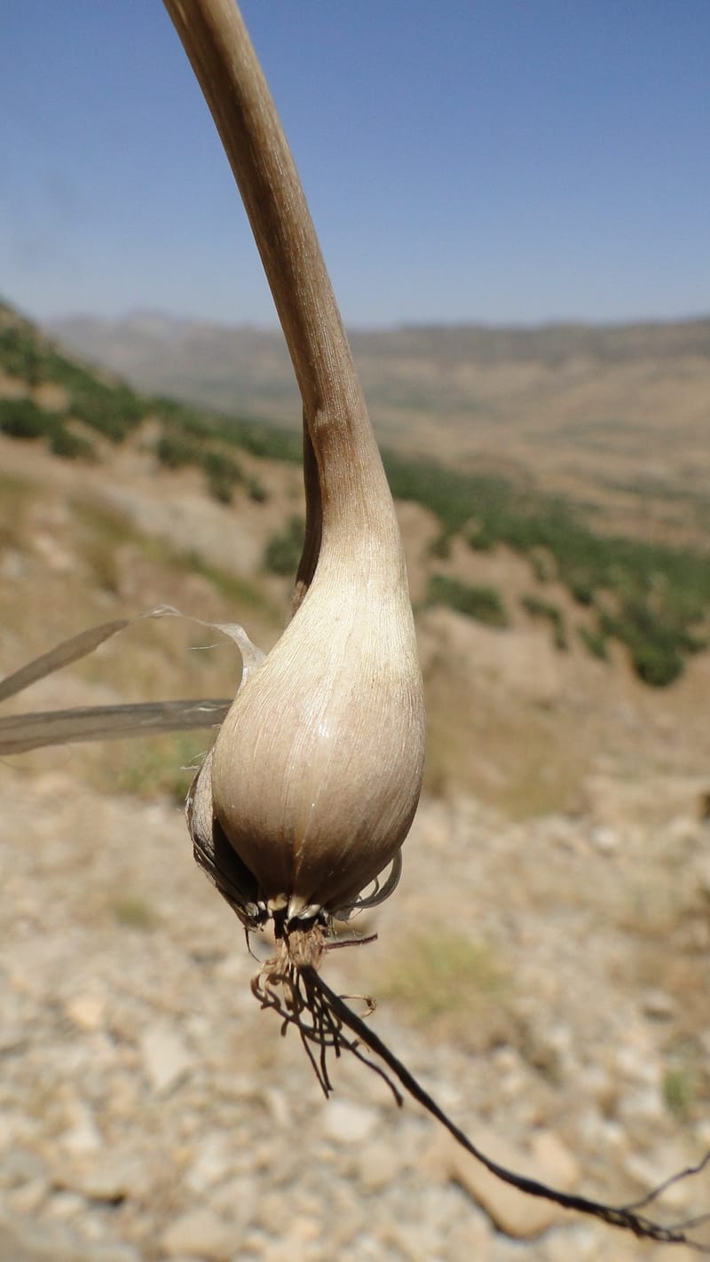 Allium chloranthum, A. G. Miller 132.3--Iraq. Kurdistan. Shakh-i Pira Magun. Gueza Khan. 11 June 2010. 114 (7).jpg