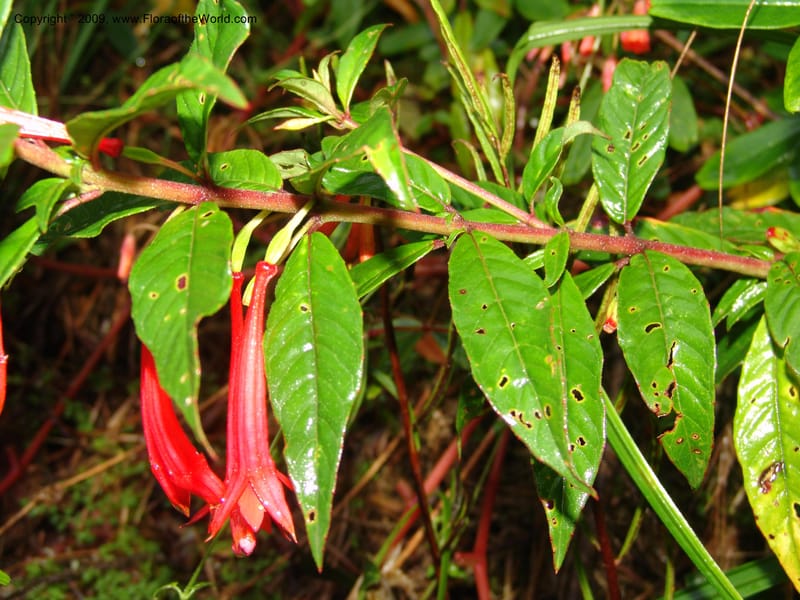 Fuchsia, DNeill16009--Ecuador. Zam. Ch. Res.Tapichalaca. Roadside. 25 Sep 07. 033.jpg