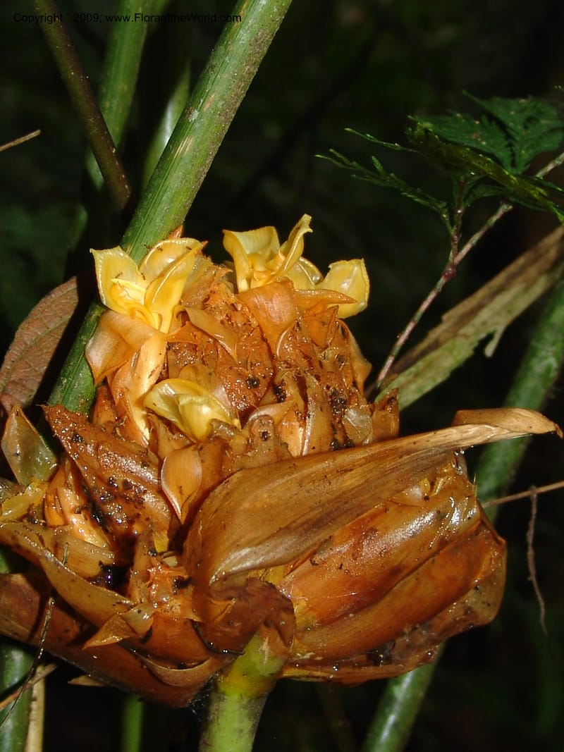 Calathea, Croat94421--Ecuador. Prov. Pichincha. Res. Guaycuyacu. 10 Feb 05. 219.jpg