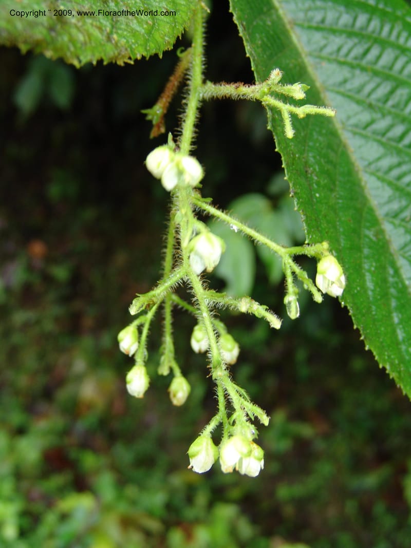 Saurauia, Croat94541--Ecuador. Prov. Pichincha. Pachejal-Pacto. 12 Feb 05. 083.jpg