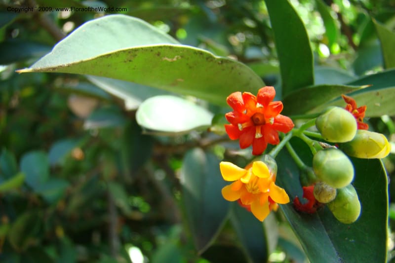 Jacquinia aurantiaca--South Africa. Durban Botanical Garden. 30 Jan 09. 089.jpg