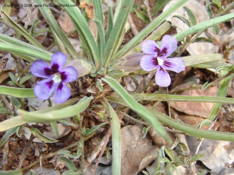 Aptosimum--So.Africa. Mpumal. twd Steelpoort. 16 Mch 05. 051.jpg