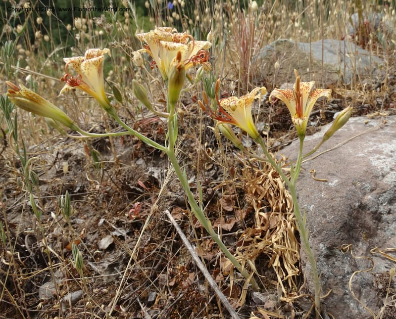 Alstroemeria versicolor, Davidson, C 12826--Chile. Ruta J-55 east of Talca. 27 Nov 2014. DSC08682 (150).JPG