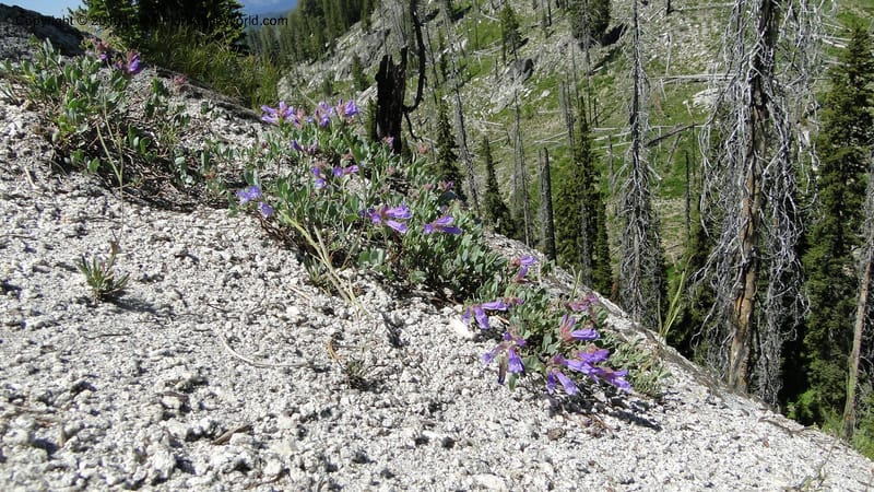 Penstemon montanus var. idahoensis, C. Davidson 11762--ID. Valley Co. Road to Gold Fork Looklout. 16 July 2010. 164.jpg