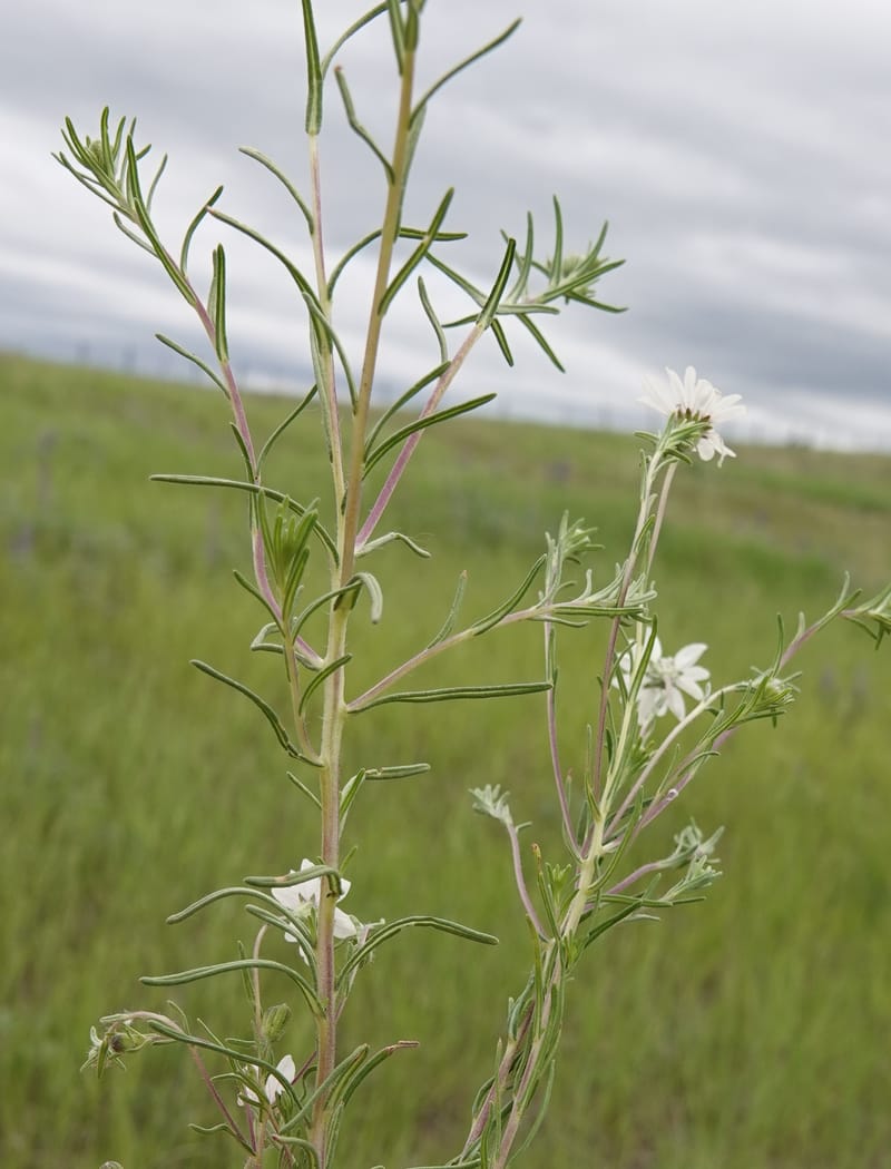 Blepharipappus scaber, C. Davidson 13761--Oregon. Wallowa Co. Zumwalt.Trail Cr. Rd. 4 Jun 2018. DSC04078 (446).JPG