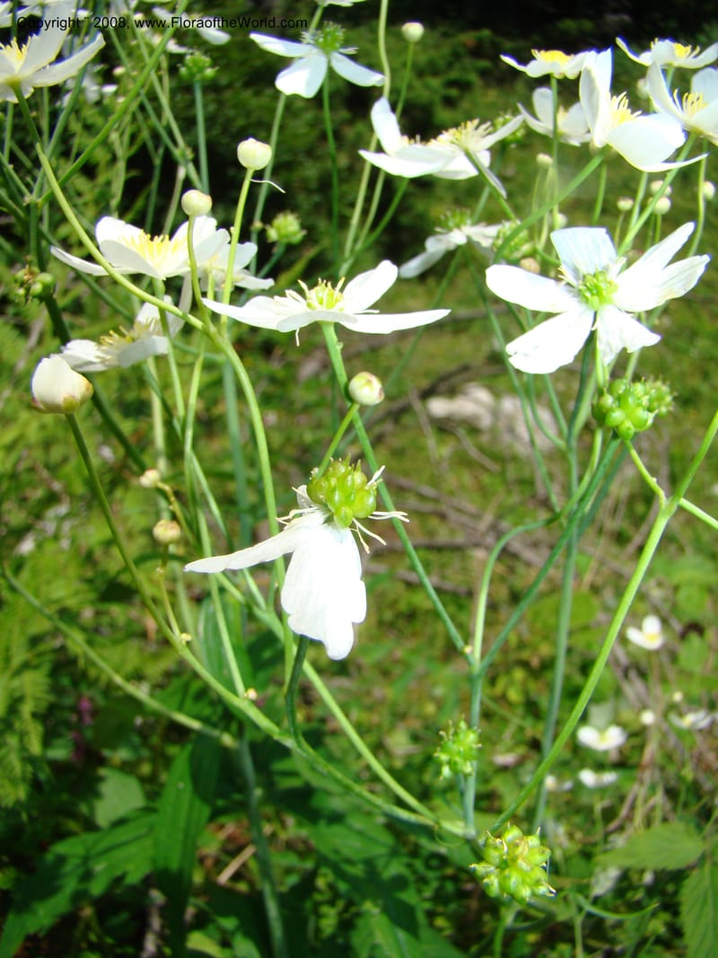 Ranunculus aconitifolius, CDavidson11256--Slovenia. Gorenska Reg. Velika Planina. 6 Jul 08. 170.jpg