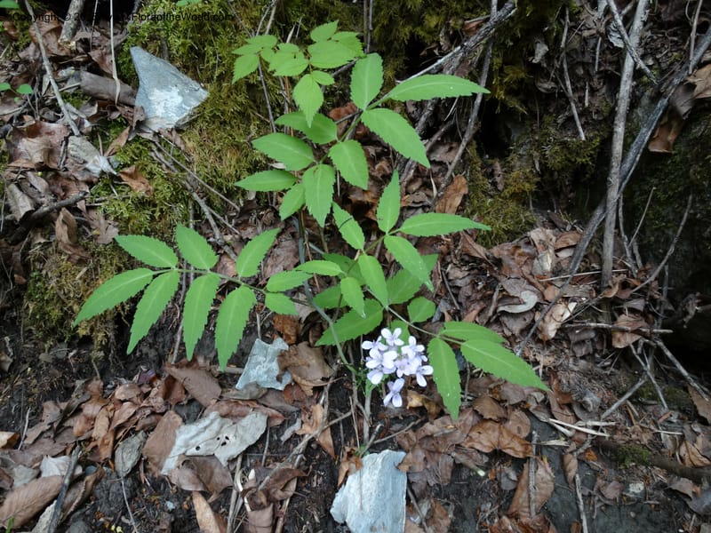Cardamine macrophylla, Boufford, D 43604--China. Sichuan. ShaShiDuo. 8 May 2014. DSC04232 (113).JPG