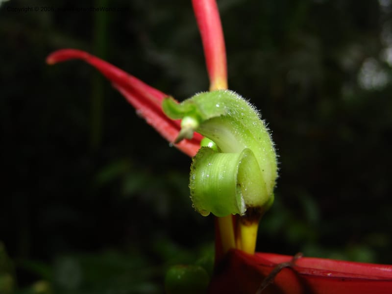 Heliconia aemygdiana v. transandina, Croat94411--Ecuador. Prov. Pichincha. Res. Guaycuyacu. 11 Feb 05.  005.jpg
