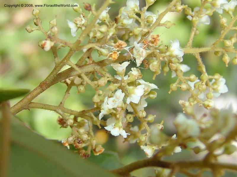 Maesa lanceolata--So.Africa. E. Cape. Umtamvuna Nat. Res. 11 Mch 05. 026.jpg