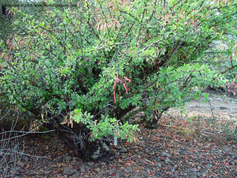 Fouquieria macdougalii--CA. UCLA. Mathias Bot. Gard. 13 Feb 03. 168.jpg