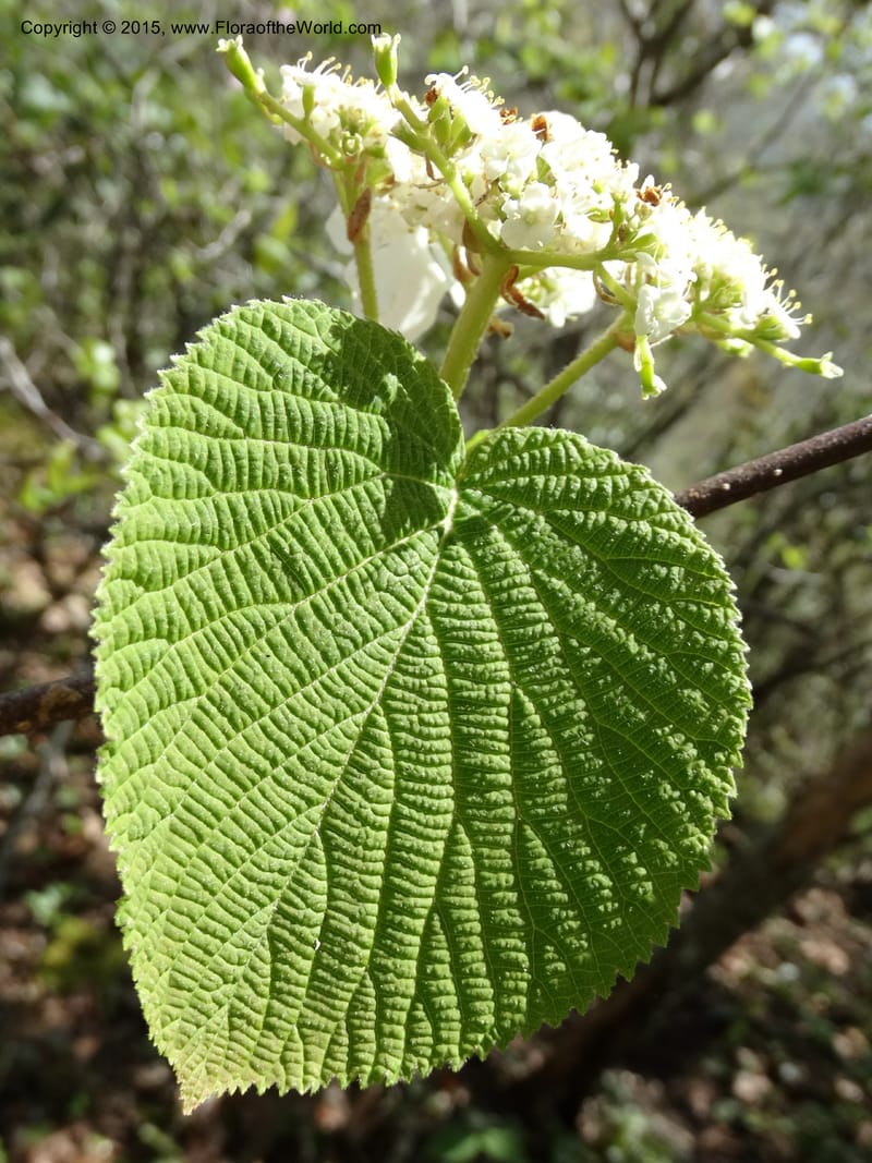 Viburnum lantanoides, Davidson, C 12961--North Carolina. Trans. Co. Beech Gap on BRP. 12 May 2015. DSC04240 (43).JPG