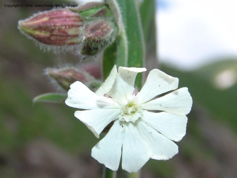 Vaccaria album--Georgia. Vic. of Tskhrats'karo Pass. 7 Jun 05. 334.jpg