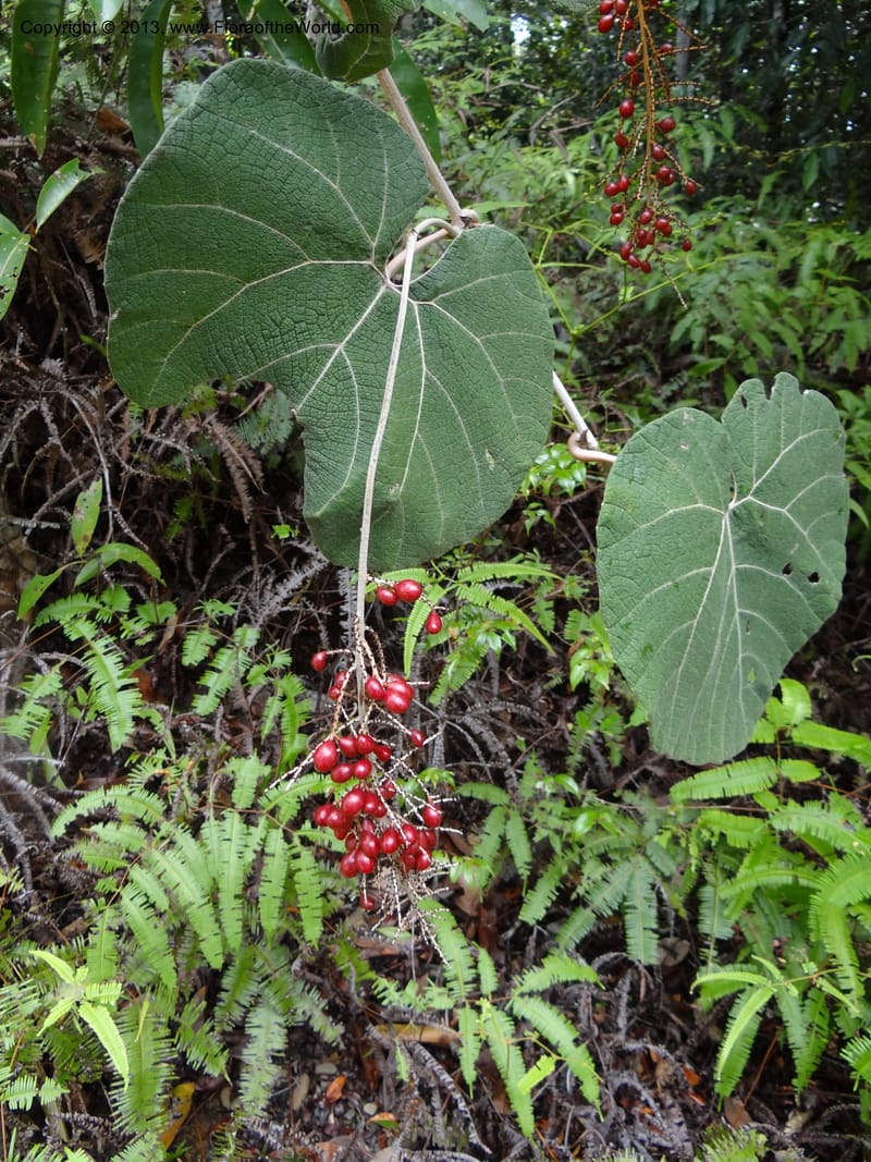 Ampelocissus, SAN.153249--Malaysia, Sabah. Tawai For. Res. 9 Apr 2012. DSC07890 (125).JPG