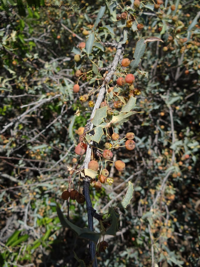 Berberis haematocarpa, Davidson, C 11937--AZ. Yavapai Co. Crown King Rd. 7 May 2012. DSC0894 1 (285).JPG