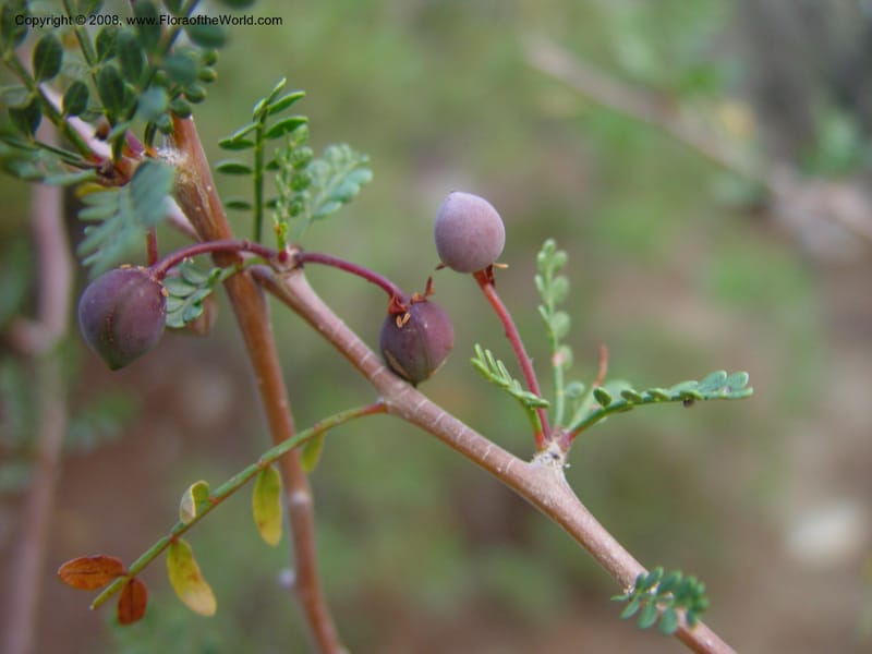 Bursera microphylla--CA. The Living Desert Zoo & Gardens, Palm Desert. 15 Feb 03. 003.jpg