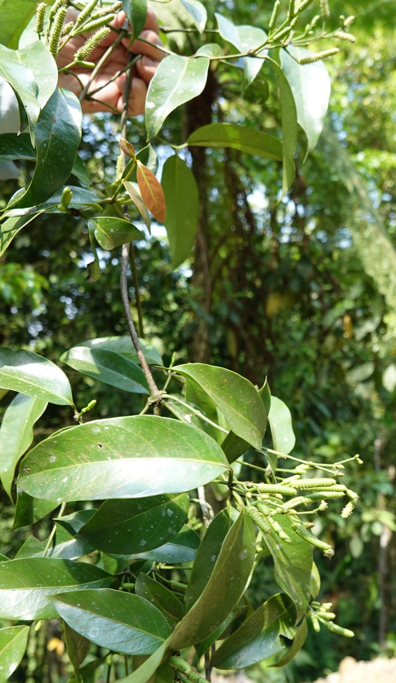 Gnetum catasphaericum, D. Boufford 44101--China. Yunnan. Lao jun Shan. 30 Apr 2018. DSC00424 (577).JPG