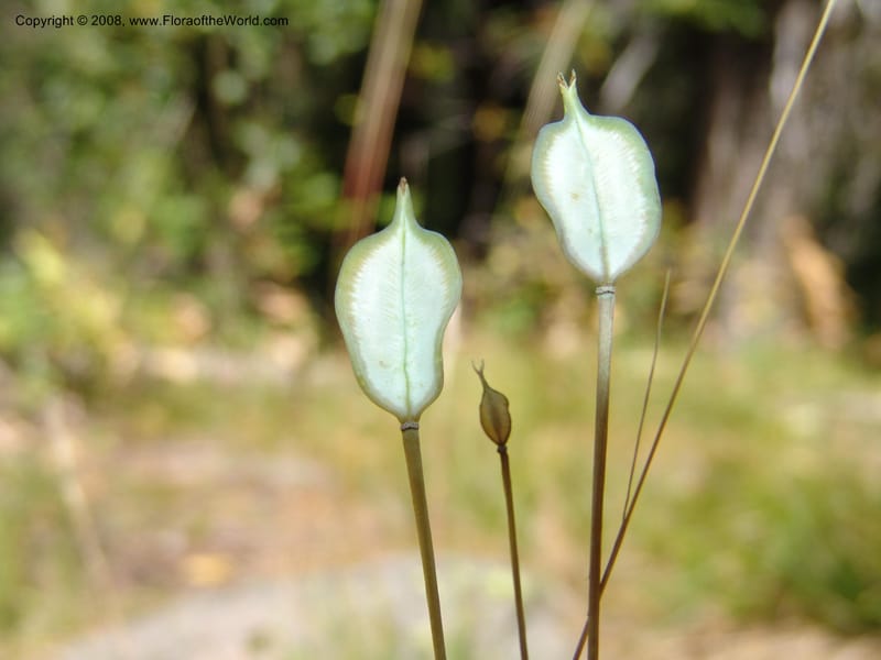 Calochortus eurycarpus--ID. Valley Co. Sylvan Beach, Reservoir trail. 13 Aug 05. 065.jpg