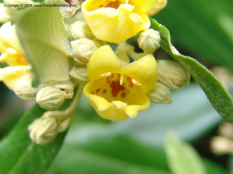 Anastrabe integerrima--So. Africa. Lowveld Nat. Bot. Gard. 14 Mch 05. 451.jpg