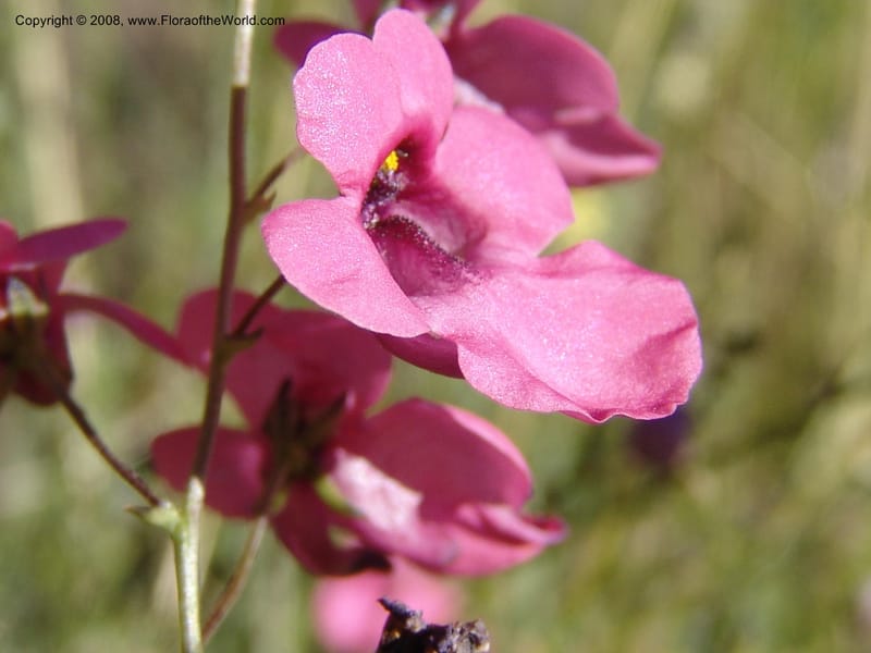Diascia integerrima--So.Africa. E. Cape. Joubert's Pass, SE of Lady Gray. 9 Mch 05. 157.jpg