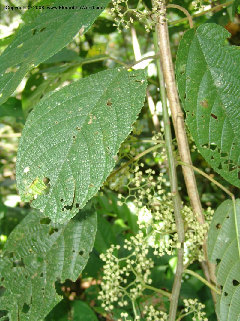 Urera, RVasquez32974--Peru. Pillcopata. Qbda Pini Pini. 29 Oct 07. 341.jpg