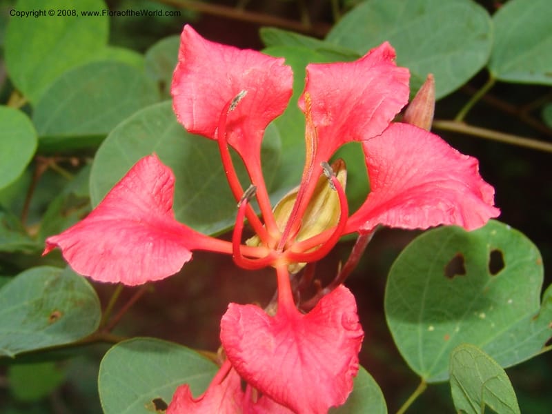 Bauhinia galpinii--So.Africa. Mpumalanga. Karino. Whyte Thorne. 19 Mch 05. 087.jpg