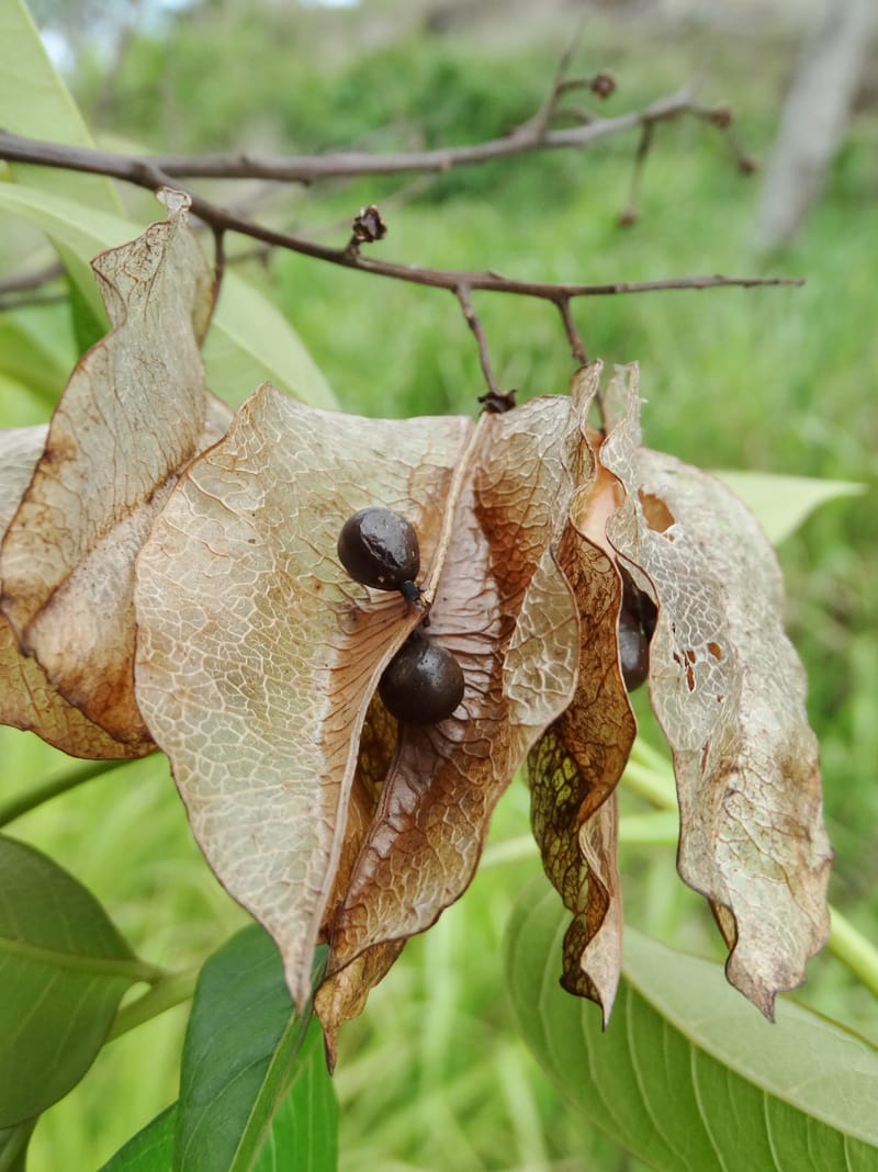 Kohlreuteria elegans, Lowry, P 7357A--Fiji. Drekeki Riv. 5 Nov 2015. DSC09708 (23).JPG