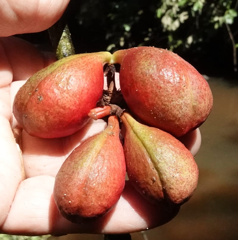 Cola cauliflora, C. Davidson 13947--Gabon. Maurel & Prom rd. Afternoon. 2 Nov. 2018. DSC01682 (186).JPG