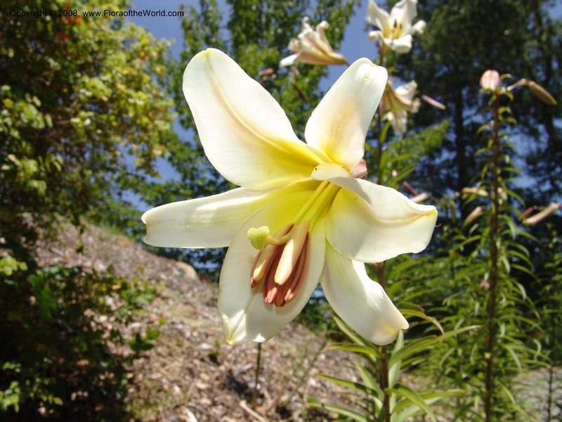 Lilium lanceolatum, 2002.111--CA. Quarryhill Bot. Garden, Glen Ellen. 1 Jun 07. 019.jpg