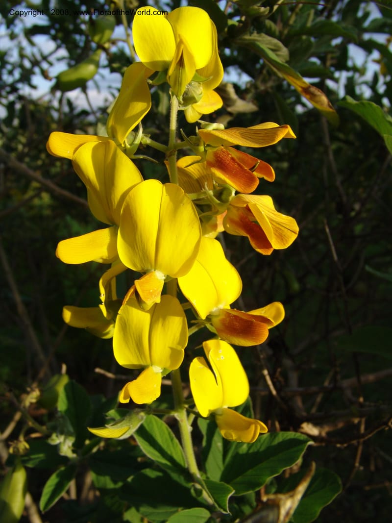 Crotalaria--Kenya. Brackenhurst Bot. Gard., Limuru.  26 Jun 04. 048.jpg