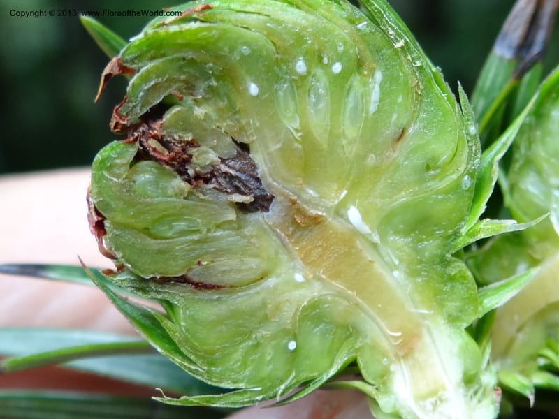 Cunninghamia lanceolata, Davidson, C 11976--China. Zhejiang Prov. Tian Mu Shan. 1 Jun 2012. DSC01264 (157).JPG