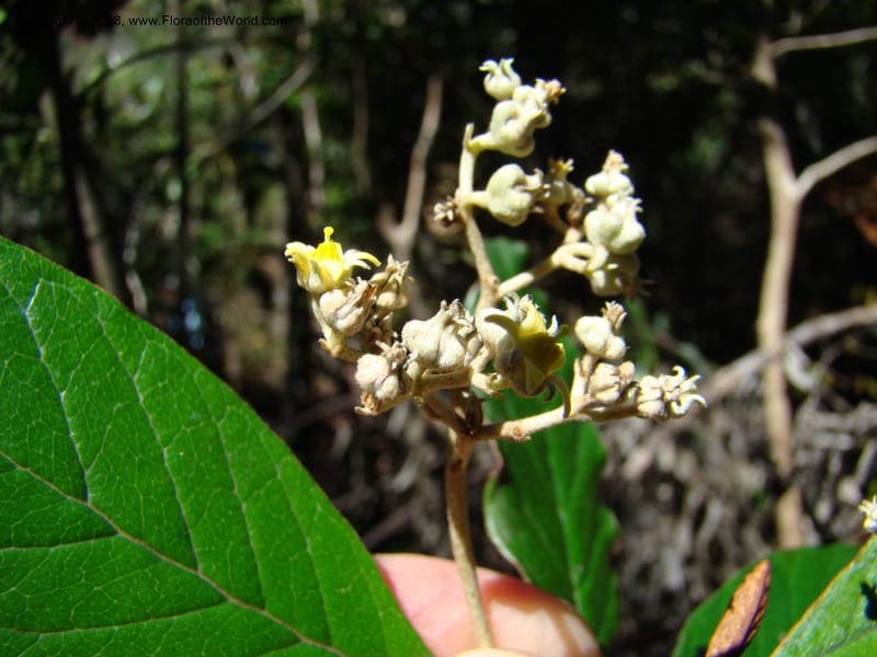 Argophyllum, JMunzinger4653--N.Caled. Dumbea Dam in Dumbea Riv, S of Noumea. 11 Nov 07. 072.jpg